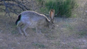 PICTURES/Tuzigoot Monument & Tavasci Marsh/t_Jack Rabbit5.JPG